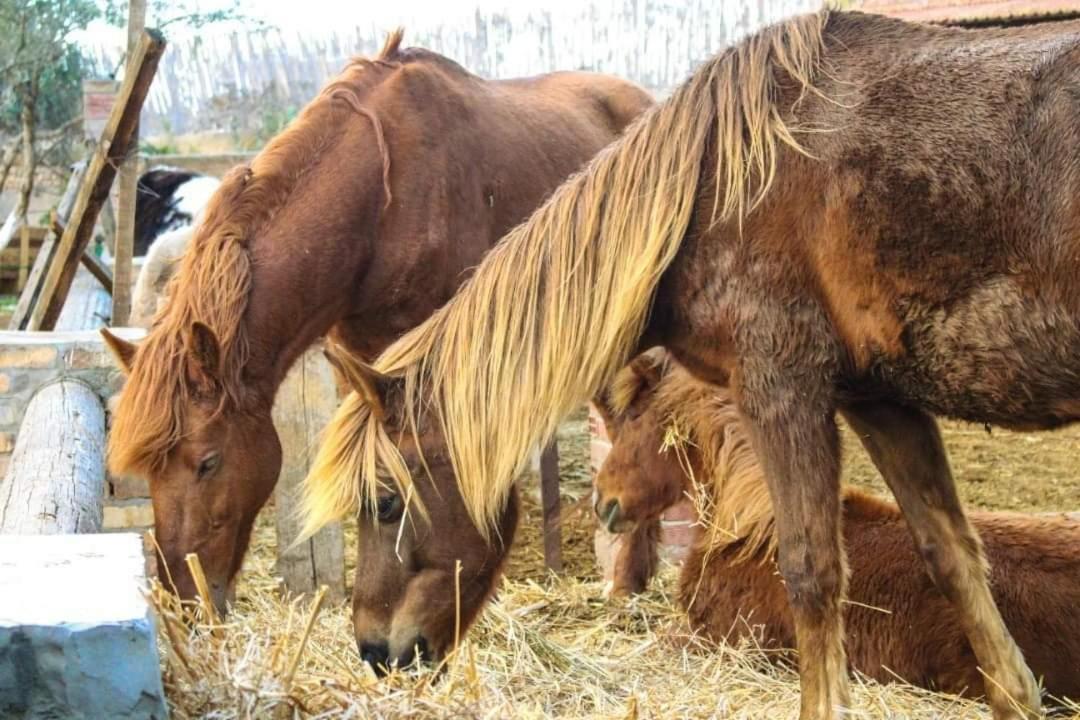 Dar Zaghouan Ξενοδοχείο Εξωτερικό φωτογραφία